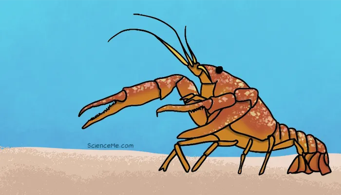 Jordan Peterson's 12 Rules for Life Illustrated | Science Me