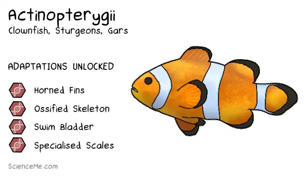 Actinopterygii Animal Evolution: features of Actinopterygii are horned fins, an ossified skeleton, a swim bladder, and specialised scales