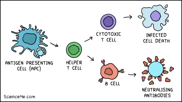 Key cells of the adaptive immune system