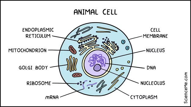 Animal Cell Diagram Cartoon Style
