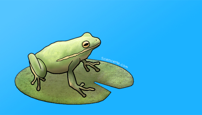 A Step-by-Step Guide to Animal Evolution A Step-by-Step Guide to Animal Evolution