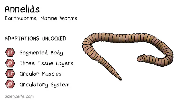 All Animals Evolution With Low Level to High Level And Fight's