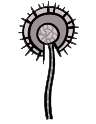 Aspergillus fumigatus