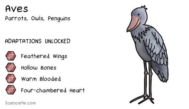 Aves Animal Evolution: features of Aves are feathered wings, hollow bones, warm blood, and a four-chambered heart