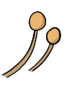 Candida albicans