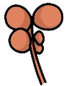 Candida auris
