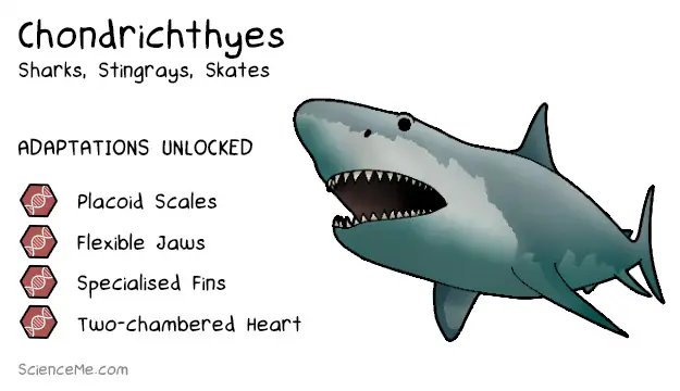 Chondrichthyes Animal Evolution: features of Chondrichthyes are placoid scales, flexible jaws, specialised fins, and a two-chambered heart