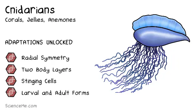 Cnidaria Animal Evolution: the feature of cnidarians are radial symmetry, two body layers, stinging cells, and distinct lifecycles