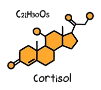 Cortisol molecule and chemical formula