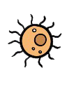 Cryptococcus neoformans