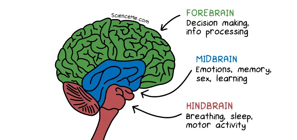 Depression in the brain
