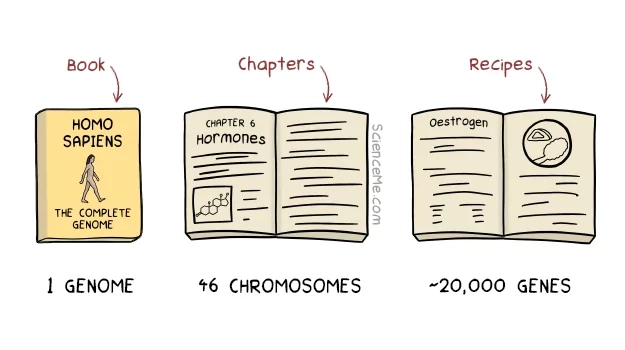 The difference between genes, chromosomes, DNA, and the genome is illustrated by the analogy of a recipe book
