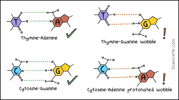 The correct pairings and mispairings between DNA bases