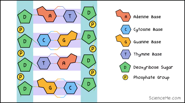 DNA base pairs (A, C, G, T) attached to the sugar-phosphate backbone