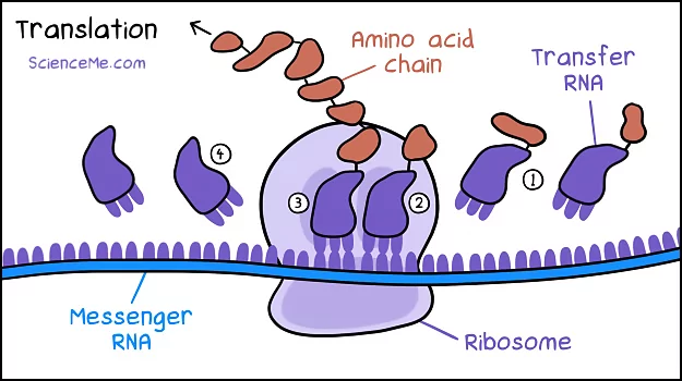DNA Translation Illustration