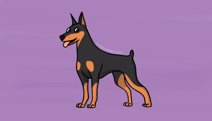 Dogs Are Smarter Than You Think