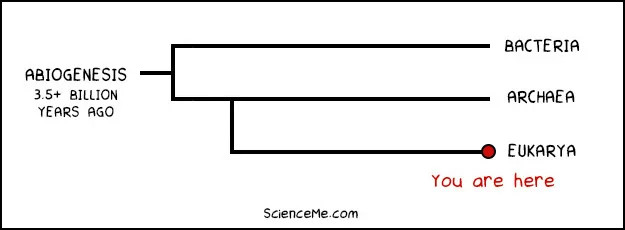 Phylogenetic tree illustrating the three domains of life: Bacteria, Archaea, and Eukarya