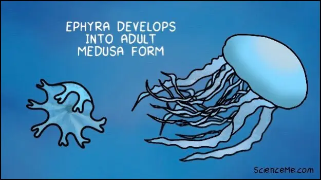 Illustration of ephyra developing into medusa form Illustration of ephyra developing into medusa form