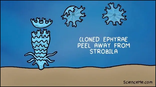 Illustration of ephyra peeling away from strobila Illustration of ephyra peeling away from strobila
