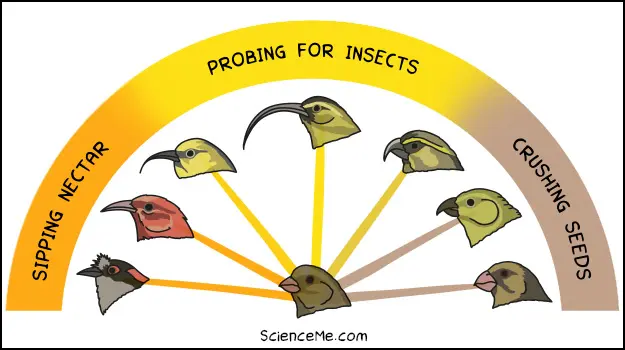Charles Darwin observed adaptive radiation among finch species on the Galapagos Islands