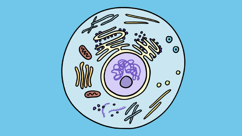where-do-cells-come-from-science-me