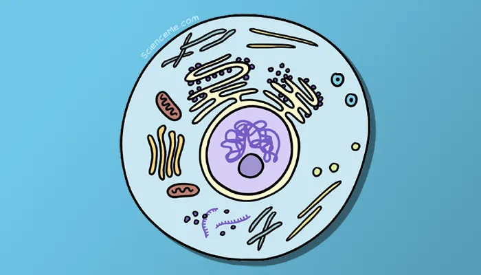 Where Do Cells Come From? | Science Me Where Do Cells Come From? | Science Me