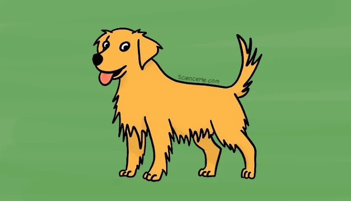 As the fourth smartest dog breed, Golden Retrievers exemplify the social intelligence of dogs