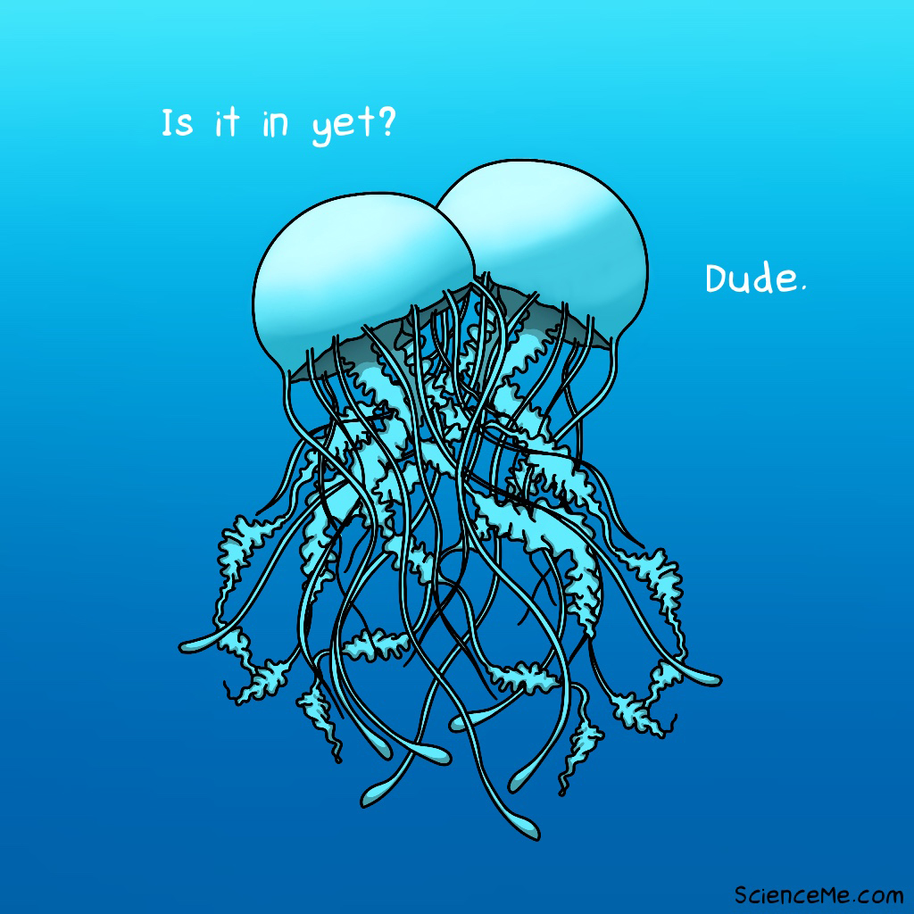 How Do Jellyfish Have Sex? How Do Jellyfish Have Sex?