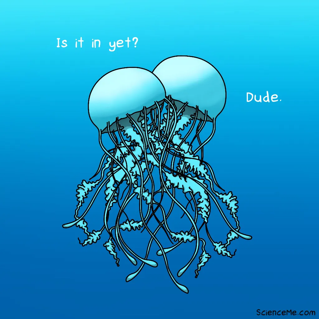 How Do Jellyfish Have Sex? | Science Me