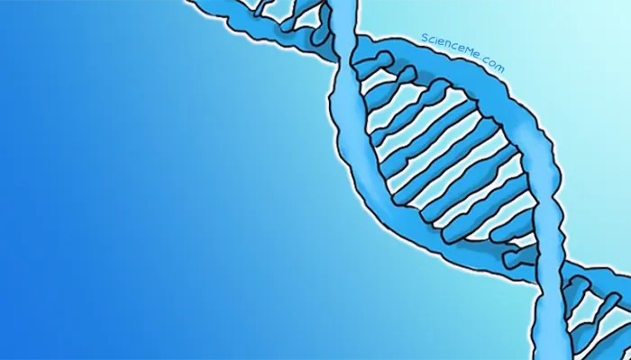 How Does DNA Work?