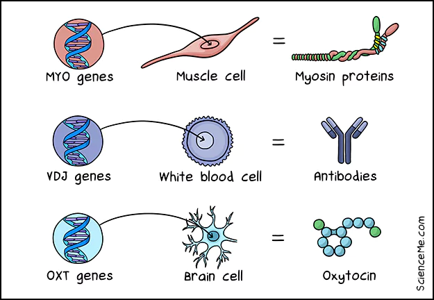 Different cell types reference different genes to make different proteins