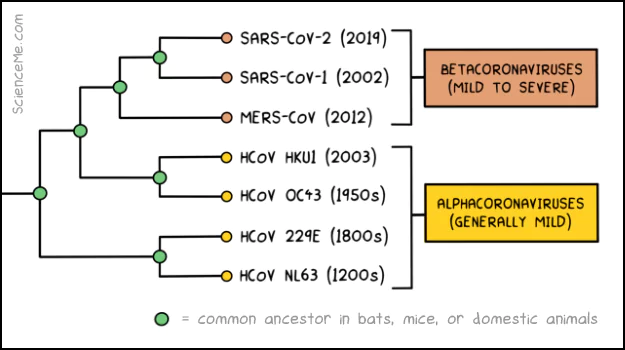 Genetic analysis and molecular clock dating give us the estimated date of origin of all seven coronaviruses: HCoV-NL63, HCoV-229E, HCoV-OC43, HCoV-HKU1, MERS-CoV, SARS-CoV-1, and SARS-CoV-2