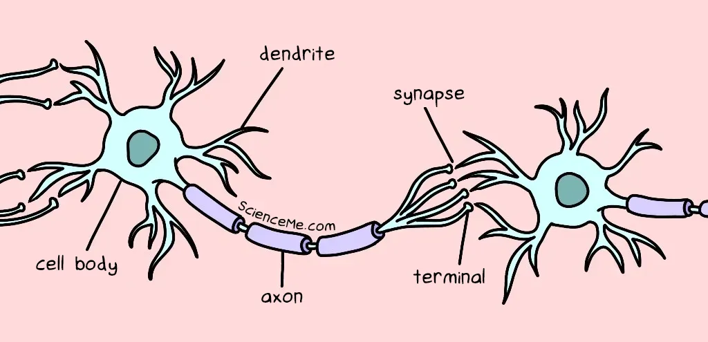 How neurons communicate