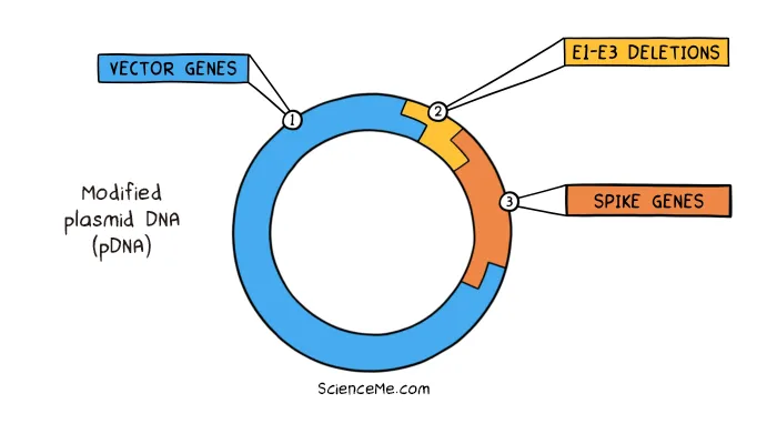 How to make a DNA vaccine