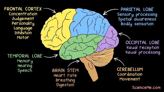 The human brain processes a vast array of internal and external signals to sense and react to the world