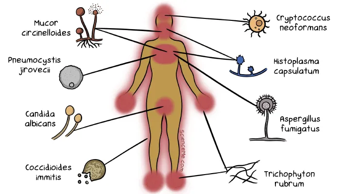 Human associated fungi