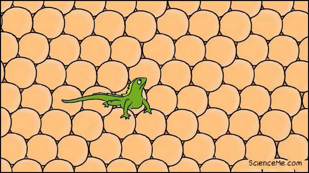 Iguana Lost in The Nanoworld
