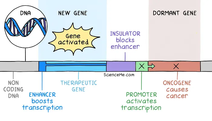 Genetic insulators prevent enhancer regions from activating downstream DNA and causing insertional mutagenesis