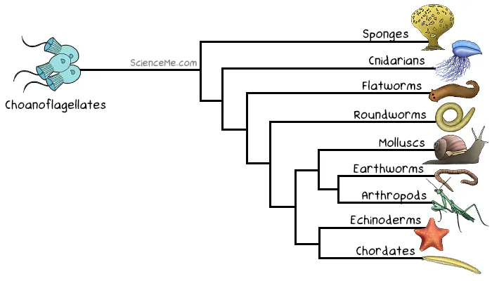 Phylogenetic tree showing the invertebrate evolution of animals