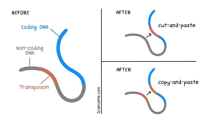 Jumping genes can interrupt the sequence of coding DNA to cause disease