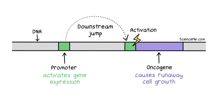 Jumping genes: a promoter sequence jumps downstream to activate transcription of an oncogene