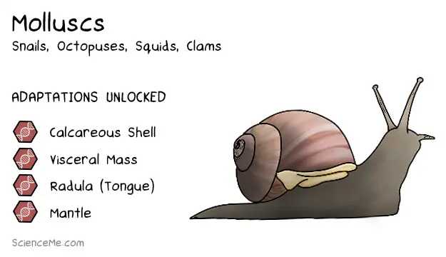 Mollusc Animal Evolution: features of Molluscs are a calcareous shell, a visceral mass, a radula, and a mantle