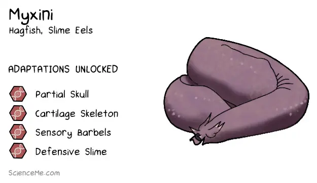 Myxini Animal Evolution: features of hagfish include a partial skull, a cartilage skeleton, sensory barbels, and defensive slime