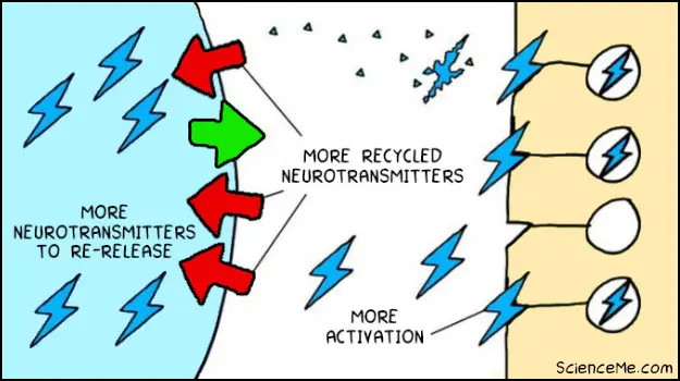 Tricyclic antidepressants block the norepinephrine reuptake pumps Tricyclic antidepressants block the norepinephrine reuptake pumps