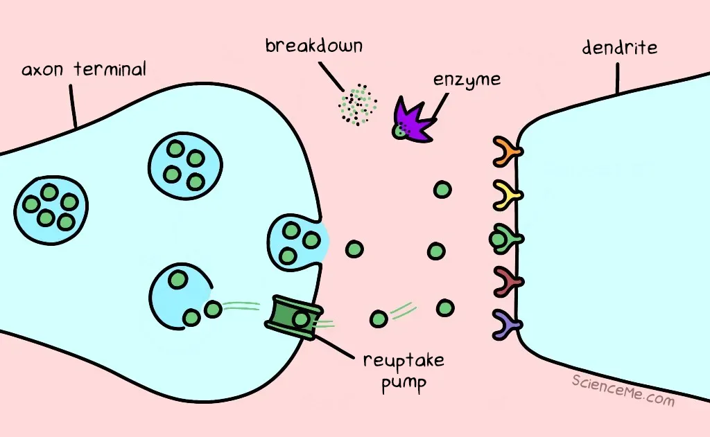 How neurotransmitters work