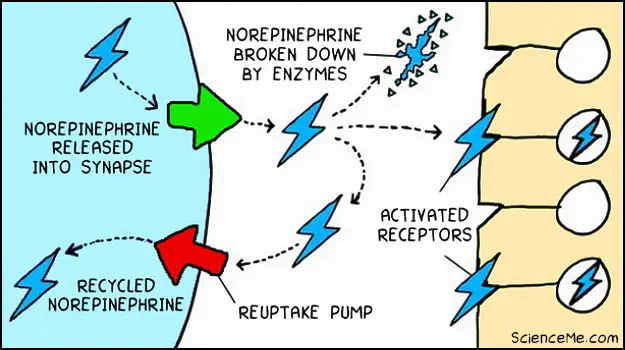 The role of norepinephrine in depression The role of norepinephrine in depression