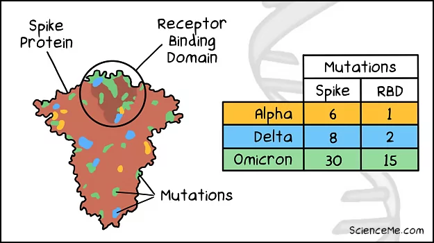 Comparison of Omicron, Delta, and Alpha variant mutations on the spike RBD