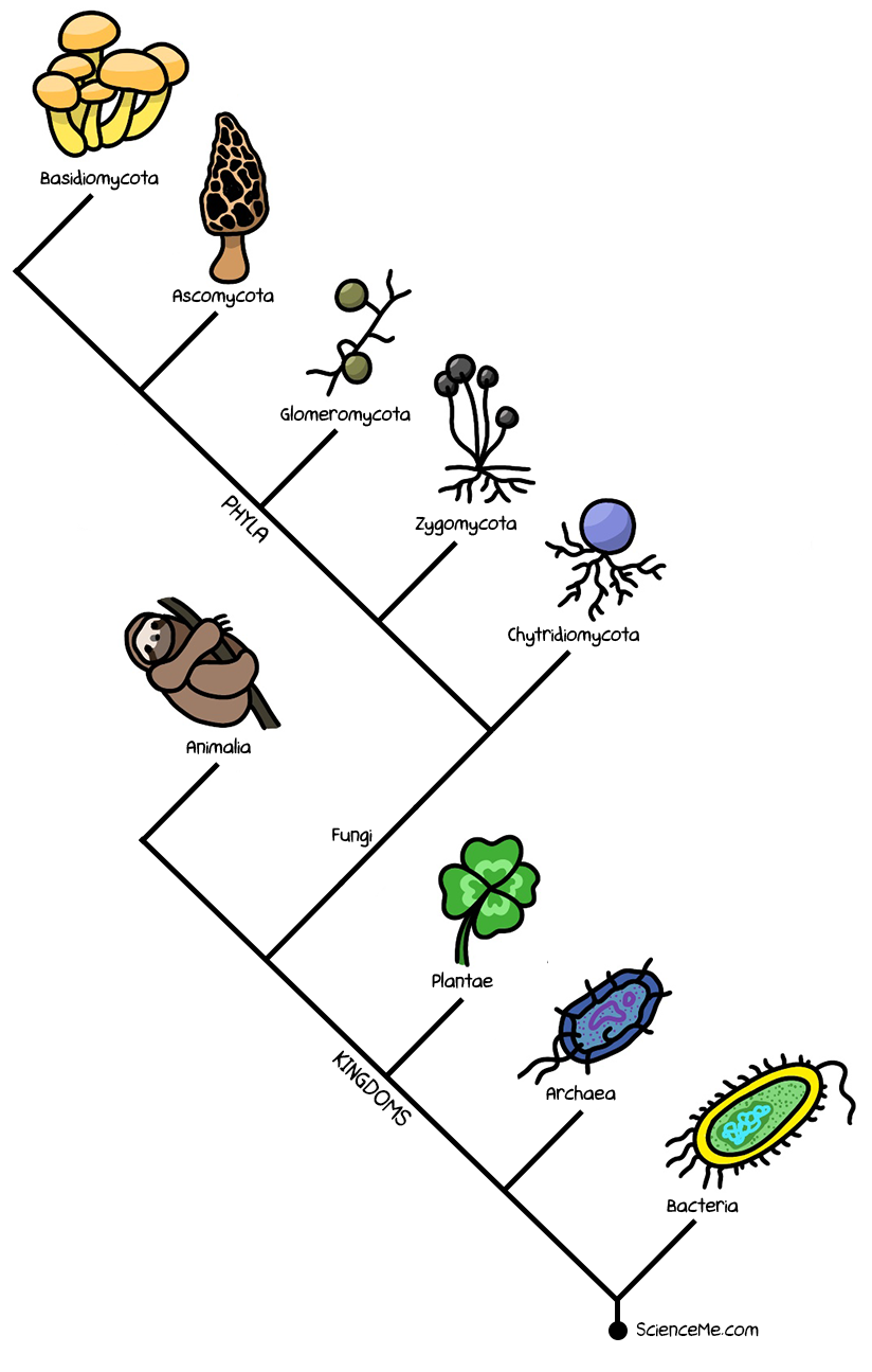 The Phylogenetic Tree of Life