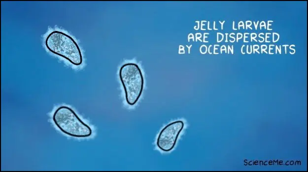 Illustration of planula jellyfish larvae Illustration of planula jellyfish larvae
