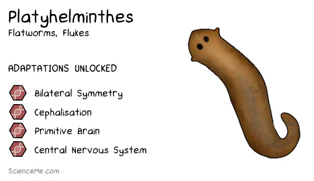 Platyhelminthes Animal Evolution: features of flatworms are bilateral symmetry, cephalisation, a primitive brain, and a central nervous system